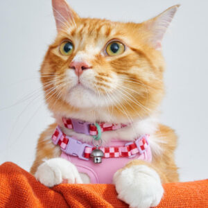 Breakaway Cat Collar